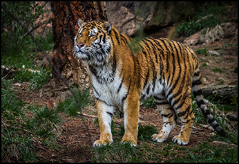 Featured Animals - Amur Leopard - CMZoo