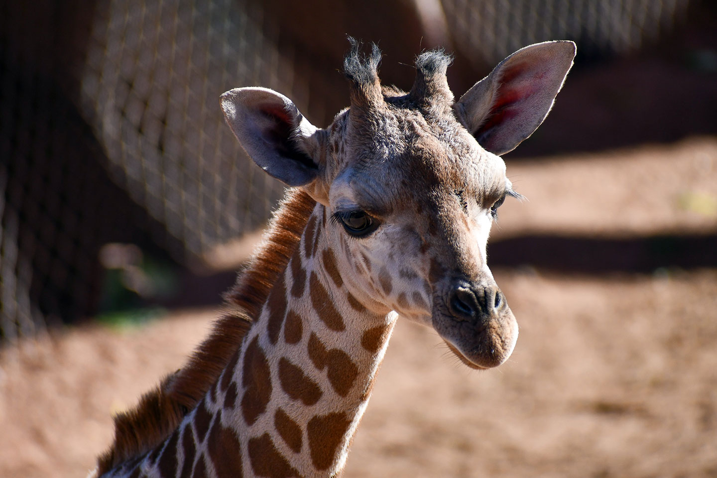 Wednesday, newest reticulated giraffe calf at Cheyenne Mountain Zoo