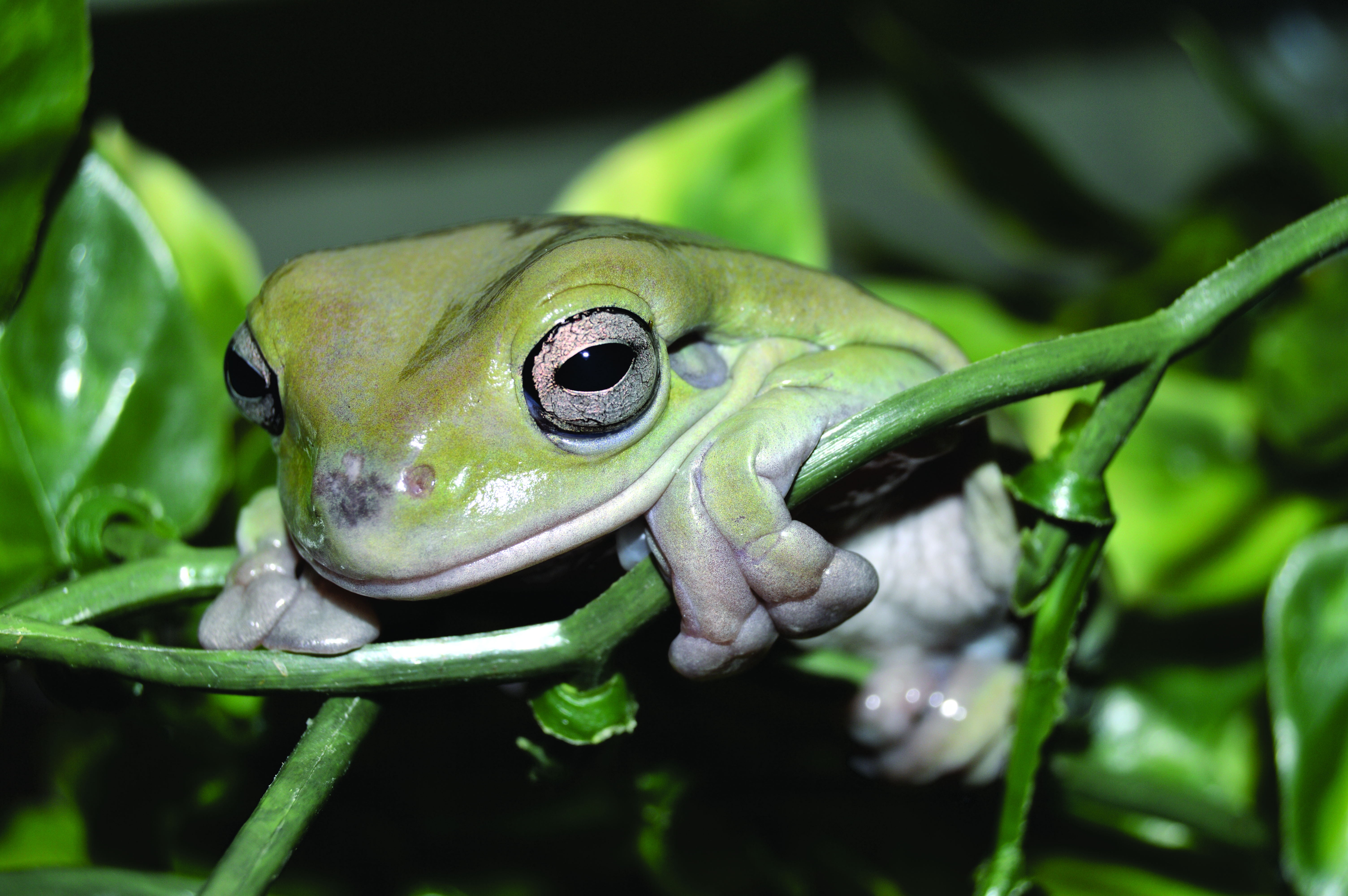 White's tree frog sitting on a branch